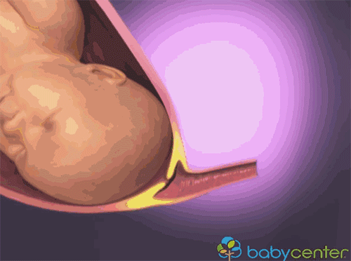 【科普】孕妇动态3d分娩图, 带您全面了解分娩过程!