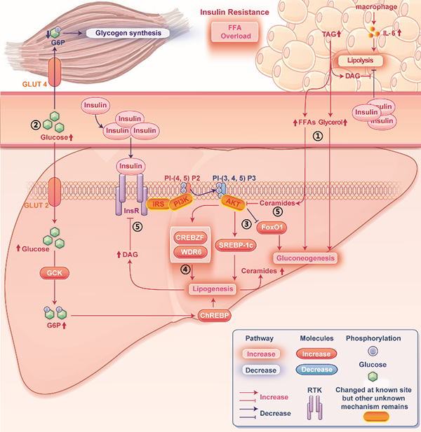 赵家军教授团队在《Cell Metabolism》发表综述文章：解读“肝脏选择性胰岛素抵抗”