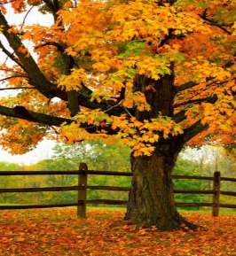 图片112.png 图片112.png