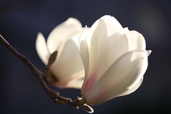 微信图片_20220322142116.jpg 微信图片_20220322142116.jpg