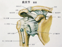 肩周炎