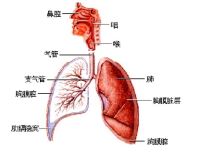 肺部及支气管良性肿瘤