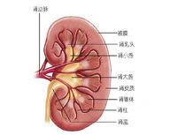 先天性肾上腺皮质增生