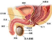 性发育不全