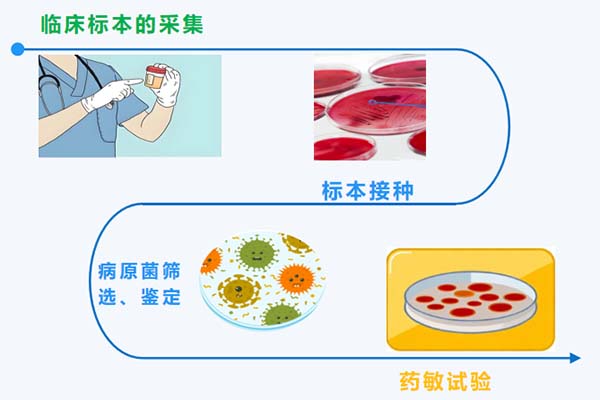 【2025年世界提高抗微生物药物认识周】基因检测vs细菌培养 揪出感染“真凶”，谁才是“神探”？