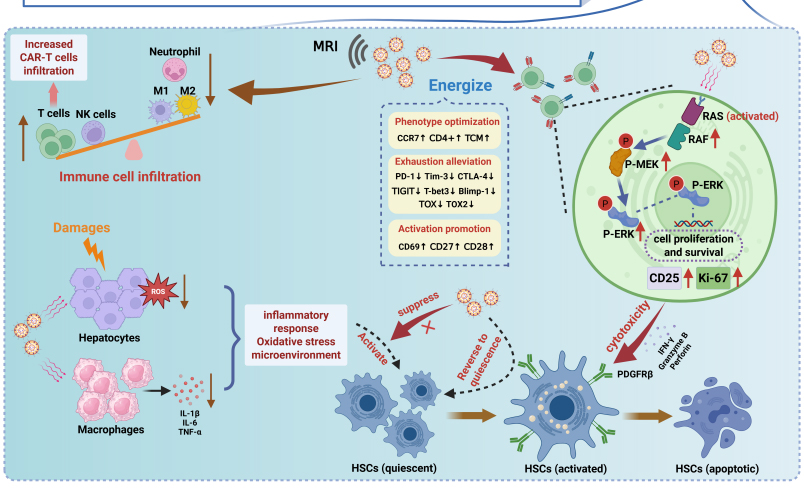 山东第一医科大学附属省立医院朱强、赵松柏团队在《Journal for Controlled Release》发表肝纤维化治疗新成果 山东第一医科大学附属省立医院朱强、赵松柏团队在《Journal for Controlled Release》发表肝纤维化治疗新成果